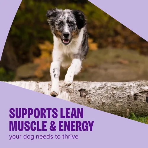 Vista 4 de Wellness CORE Alimento seco para perros, sin granos, alto en proteínas, natural, receta de pato silvestre, cordero, jabalí y conejo