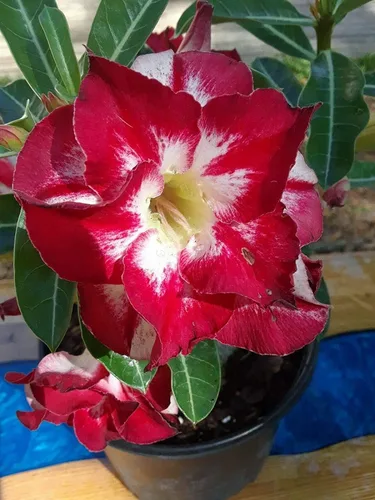 Vista 4 de Rosa del desierto Rojo Adenium obesum Olla de 2