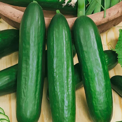 Vista 5 de Semillas Pepino Raro Emelya Gigante Larga Encurtido Heirloom Vegetal NO OGM