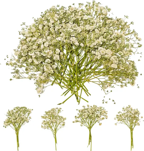 Vista 11 de 50 piezas de flores secas prensadas para el aliento del bebé Mini Rosa