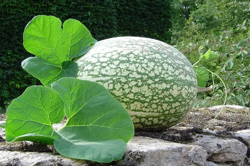 Vista 10 de Semillas de melón para plantar (10 semillas) - Cultiva tu propio alimento (Melón amargo negro)