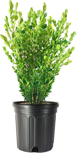 Vista 10 de Bojín de Wintergreen 1 planta de tamaño de galón grande Buxus Microphylla Arbusto perenne, follaje denso, jardín formal, bajo mantenimiento