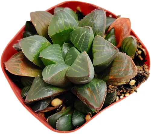 Vista 4 de Plantas vivas de Haworthia (maceta Attenuata VAR Glabrata de 2")