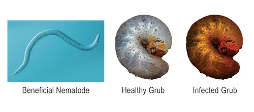 Vista 5 de Natures Good Guys - Nematodos beneficiosos Steinernema Feltiae - SF (5 millones)