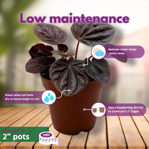 Vista 5 de BubbleBlooms Surtido de Peperomia, 6 peperomias diferentes en macetas de 2 pulgadas Grower's Choice