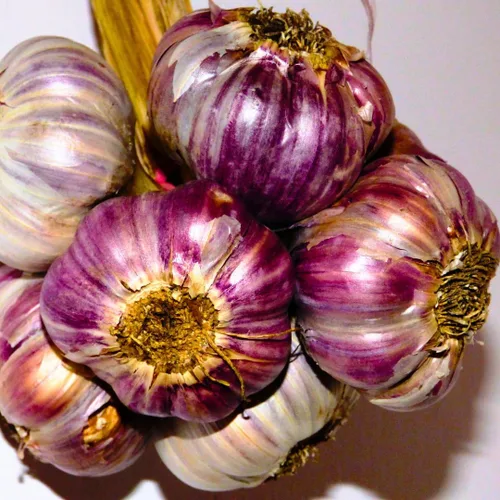 Vista 4 de Ajo de 1 libra para plantar en otoño, cuello duro, 8-10 bulbos de ajo rojo Chesnok para plantar, paquete variado de bulbos frescos y de alto