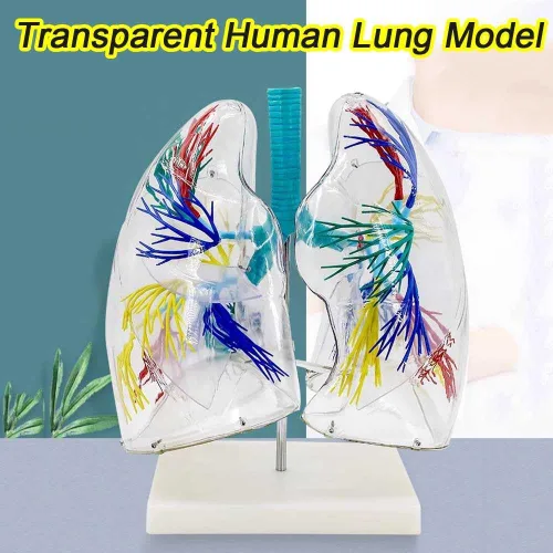 Vista 2 de YANHAO Modelo pulmonar anatómico transparente modelo pulmonar con estructura de árbol bronquial y base de soporte para enseñar demostración