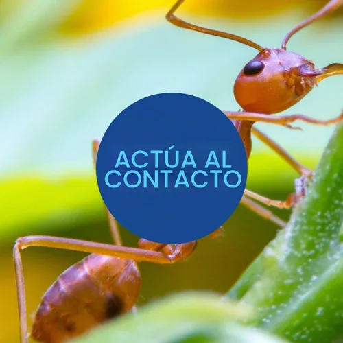 Vista 3 de Bayer Advanced 502832 Fire Ant Killer Dust veneno para hormigas, 16 onzas