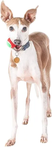 Vista 3 de Midlee Pelotas de tenis para perros de Feliz Navidad (pequeño)