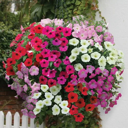 Vista 3 de Semillas Petunia Triumph Rainbow Mix - Flores anuales para plantar - Sin OMG