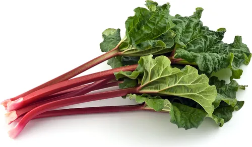 Vista 4 de Semillas Ruibarbo 35 Días Jardín Rojo Heirloom Vegetal NO OGM