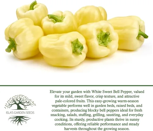 Vista 6 de Semillas de pimiento blanco dulce (Capsicum annuum) – Más de 20 semillas tradicionales sin OMG de Isla's Garden Seeds, sabor dulce suave, pimientos