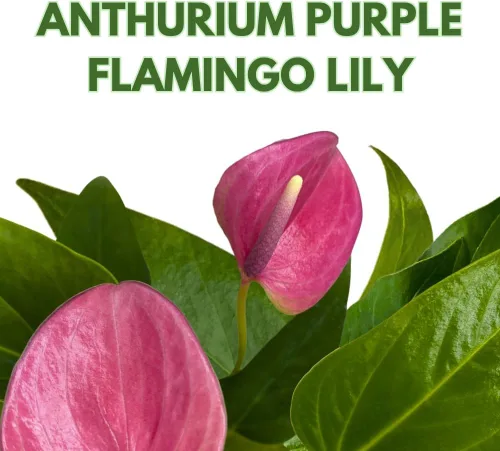 Vista 2 de BubbleBlooms Anthurium Purple, 4 pulgadas