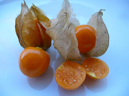 Vista 6 de Semillas Linterna China Señora Madonna Physalis Cabo Grosella Espinosa Naranja No GMO Heirloom