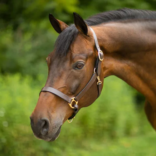Vista 8 de Dura-Tech Premier Lancaster - Cabestro de cuero para caballos Cabestro de cuero económico simple con ajuste ajustable y herrajes de latón macizo