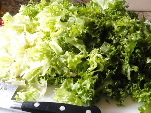 Vista 5 de Semillas Endive Lechuga Amarillo Corazón Rizado Frisee 50 Días para Ensalada Vegetales No OGM para Plantar 700 Semillas
