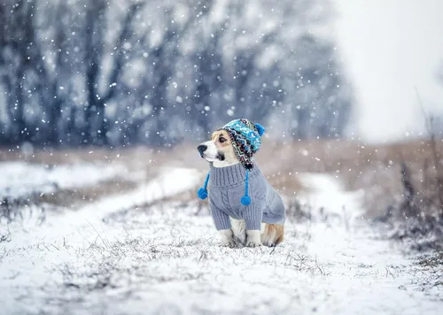 Vista 46 de Queenmore - Suéter de punto trenzado con cuello alto para perros pequeños, para climas fríos, para chihuahua, bulldog, teckel, carlino y yorkie, XS