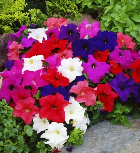 Vista 2 de Semillas Petunia Triumph Rainbow Mix - Flores anuales para plantar - Sin OMG