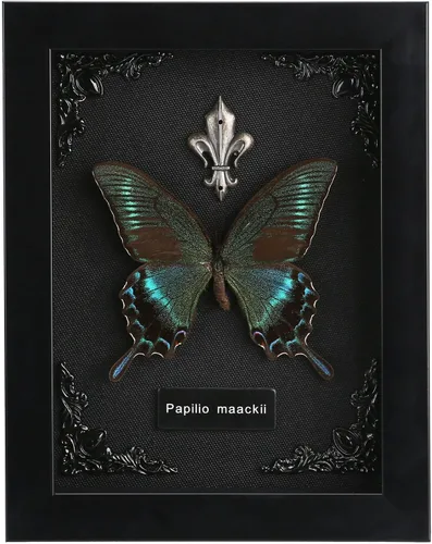 Vista 13 de Taxidermia de mariposas enmarcadas - Caja de sombra con mariposas, mariposas reales enmarcadas en una caja para estética de decoración del hogar