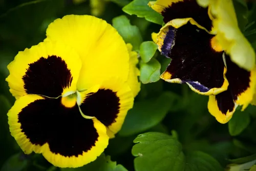 Vista 3 de Semillas Cool Wave Fire Pansy Viola Flowers Anual