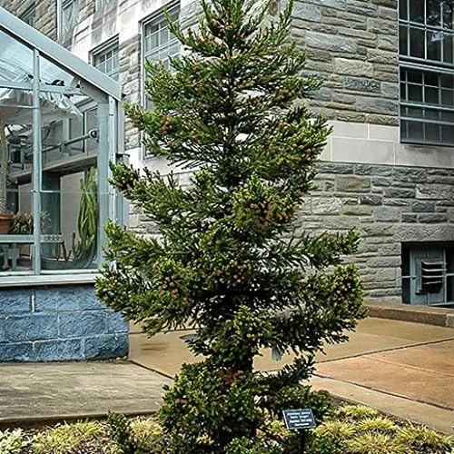 Vista 3 de Black Dragon Cryptomeria Tree (cedro japonés) - Planta de inicio (7L) (1 planta viva)