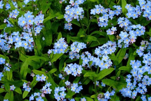 Vista 2 de UtopiaSeeds Forget Me Not Seeds - Aproximadamente 5000 semillas - Cubierta de suelo tolerante a la sombra