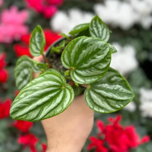 Vista 2 de Peperomia Ecuador Live Plant - Pet-Safe Indoor Decor