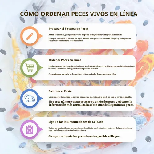 Vista 6 de Toledo Goldfish - Pez Koi mariposa y Koi, Combo para estanques, acuarios o peceras