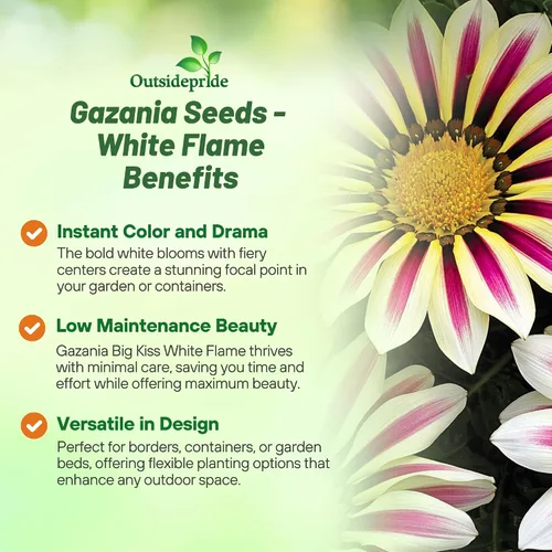 Vista 3 de Outsidepride White Flame Gazania Semillas para plantar – 50 piezas de semillas perennes, de bajo mantenimiento, tolerantes a la sequía para flores