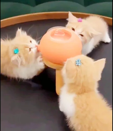 Vista 3 de Alimentador de leche para gatitos y cachorros, comederos para cachorros para múltiples cachorros, de silicona de grado alimenticio para gatitos y 4