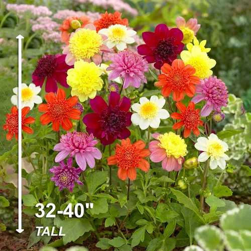 Vista 4 de Garden State Bulb - Bombillas de flores de dalia multicolor para siembra de primavera (bolsa de 4)