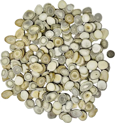 Vista 2 de Cuernas/rebanadas de cuernos de ciervo Dakota natural (manualidades, fabricación de joyas, suministros de reborde) (pequeño)