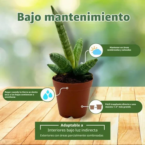 Vista 4 de BubbleBlooms Sansevieria Estrella de mar Boncel Cylindrica 2 pulgadas