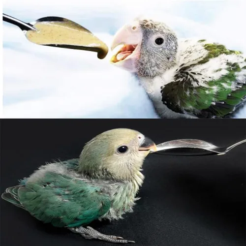 Vista 6 de 6 cucharas de alimentación de mascotas de acero inoxidable, herramienta de alimentación de loro, comedero para pollos.