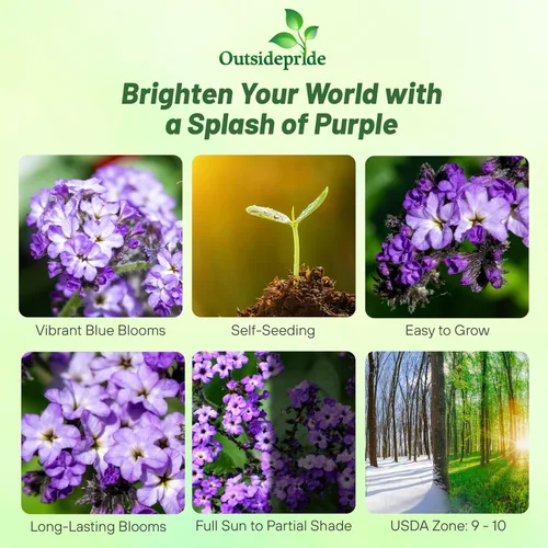Vista 2 de Outsidepride 1000 semillas pereinnial Heliotropium Semillas de flores marinas extra enanas para plantar