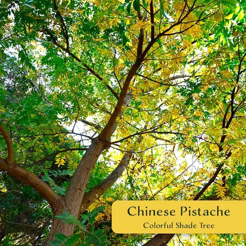 Vista 2 de 1 árbol de pistache chino Árbol joven vivo en cubo de vivero de 2.5 pulgadas Variedad Pistacia Chinensis Toldos de sombra caducifolios