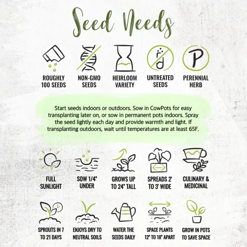 Vista 8 de Seed Needs Semillas de salvia para plantar hierbas de hoja ancha, semillas de hierbas culinarias sin OMG y sin tratar para plantar un jardín
