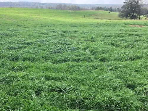 Vista 3 de Alcanza semillas de riegrass de pasto tetraploide (1 libra)