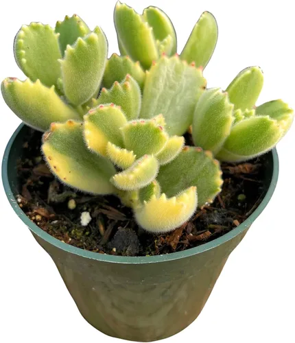 Vista 4 de Plantas suculentas vivas Cotyledon tomentosa pata de oso (maceta de 2 pulgadas no abigarrada)