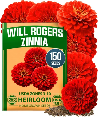Vista 9 de HOME GROWN Semillas de zinnia rosa – 300 zinnias Luminosa 0.5g, semillas anuales de flores fáciles de cultivar para plantar al aire libre para 2026