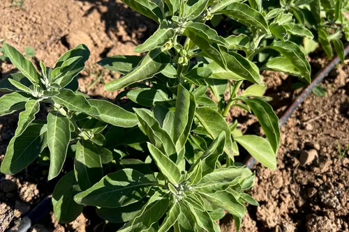 Vista 3 de Plant Good Seed Semillas orgánicas de Ashwagandha para plantar: hierba ayurveda, raíces blancas - Paquete de 80 semillas