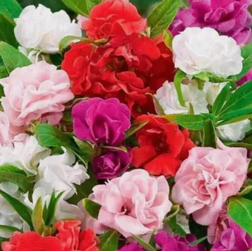 Vista 2 de 100 semillas de flores de Camelia Impatiens, semillas de flores sin OMG