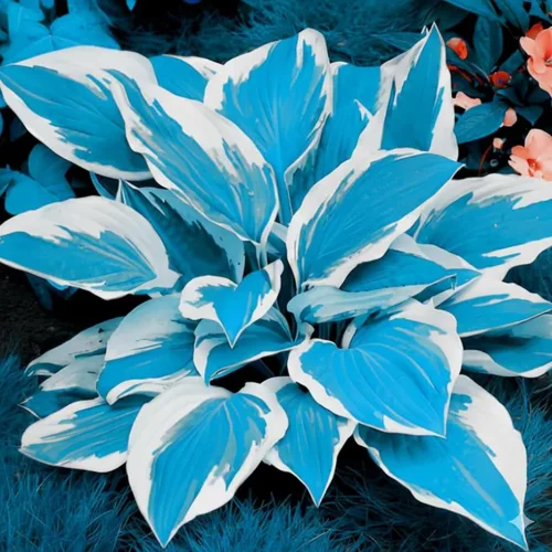 Vista 2 de Más de 350 semillas de Hosta de forma de corazón Hosta raíces desnudas - Foliaje rico, hojas en forma de corazón, hostas exóticas tolerantes a