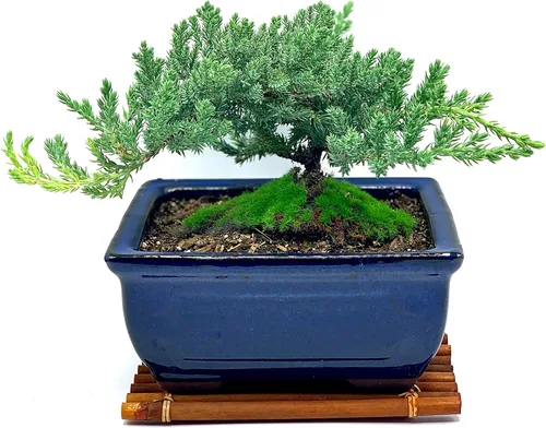 Vista 10 de Árbol bonsái enano vivo de enebro de más de 12 años con alfombrilla de bambú, árbol bonsái de enebro o jade, para interiores y exteriores, 100%