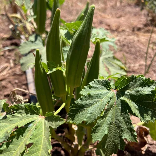 Vista 2 de Plant Good Seed Semillas orgánicas de Okra Cajun Jewel – Paquete de 40, semillas tradicionales para plantar verduras – Suministros de jardinería