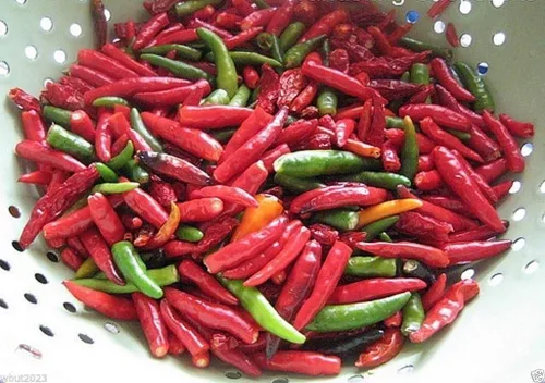 Vista 2 de Chile vietnamita - 50 semillas (Capsicum annuum)'Ot Hiem', Pimienta media o jerker de lágrima