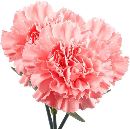 Vista 3 de GlobalRose 200 flores de clavel rosadas – Claveles de flores frescas de origen responsable – Ramo fresco seleccionado a mano para graduación