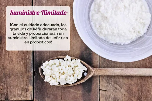 Vista 6 de 2 cucharadas de granos de kéfir de leche - Cultivo iniciador probiótico