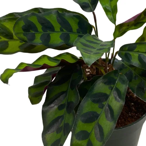 Vista 4 de Calathea Lancifolia, serpiente de cascabel, planta de oración, serpiente de cascabel, maceta de 4 pulgadas