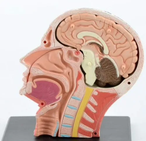 Vista 5 de Modelo de anatomía de la cabeza humana visión 4D